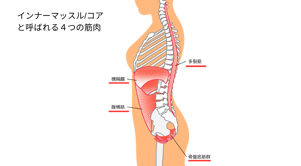 人体の側面シルエットに骨格と筋肉を合わせたイラストで、【インナーマッスル・コア(横隔膜・腹横筋・多裂筋・骨盤底筋群周辺)】が赤く強調されており、これら4つの筋肉が連動して体幹の安定(腹腔内圧の維持)やブレない正しい姿勢を支えるメカニズムを解説している様子。体の使い方説明や筋肉の解説時に積極的に使用してください。